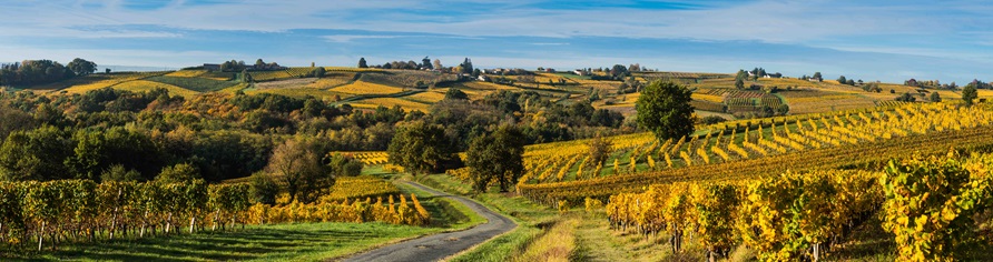  Vignoble en Gironde